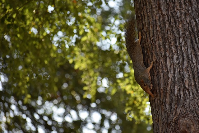 叹为观止 叹为观止